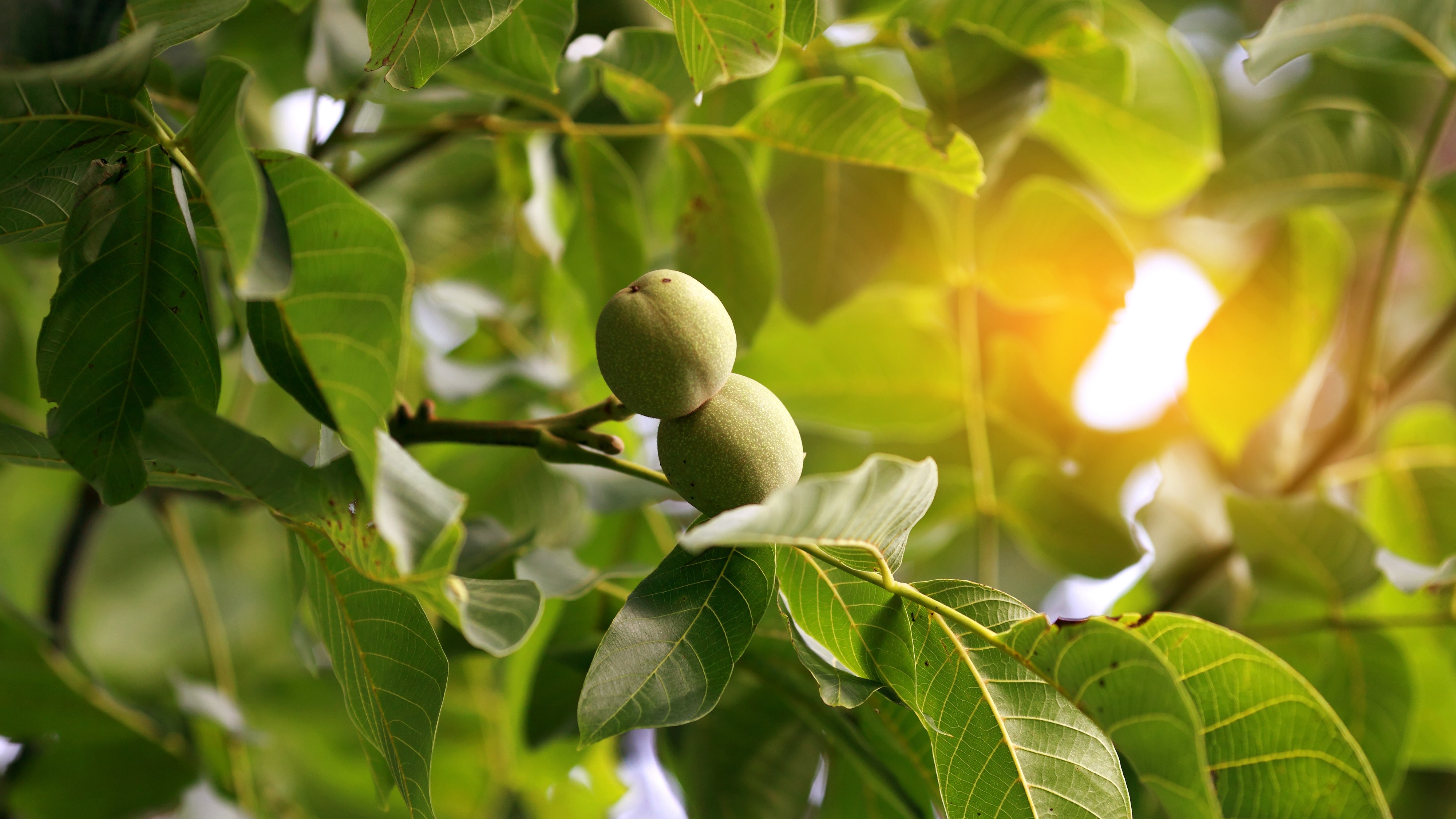 Squirrels, Pecans, and Moving Forward