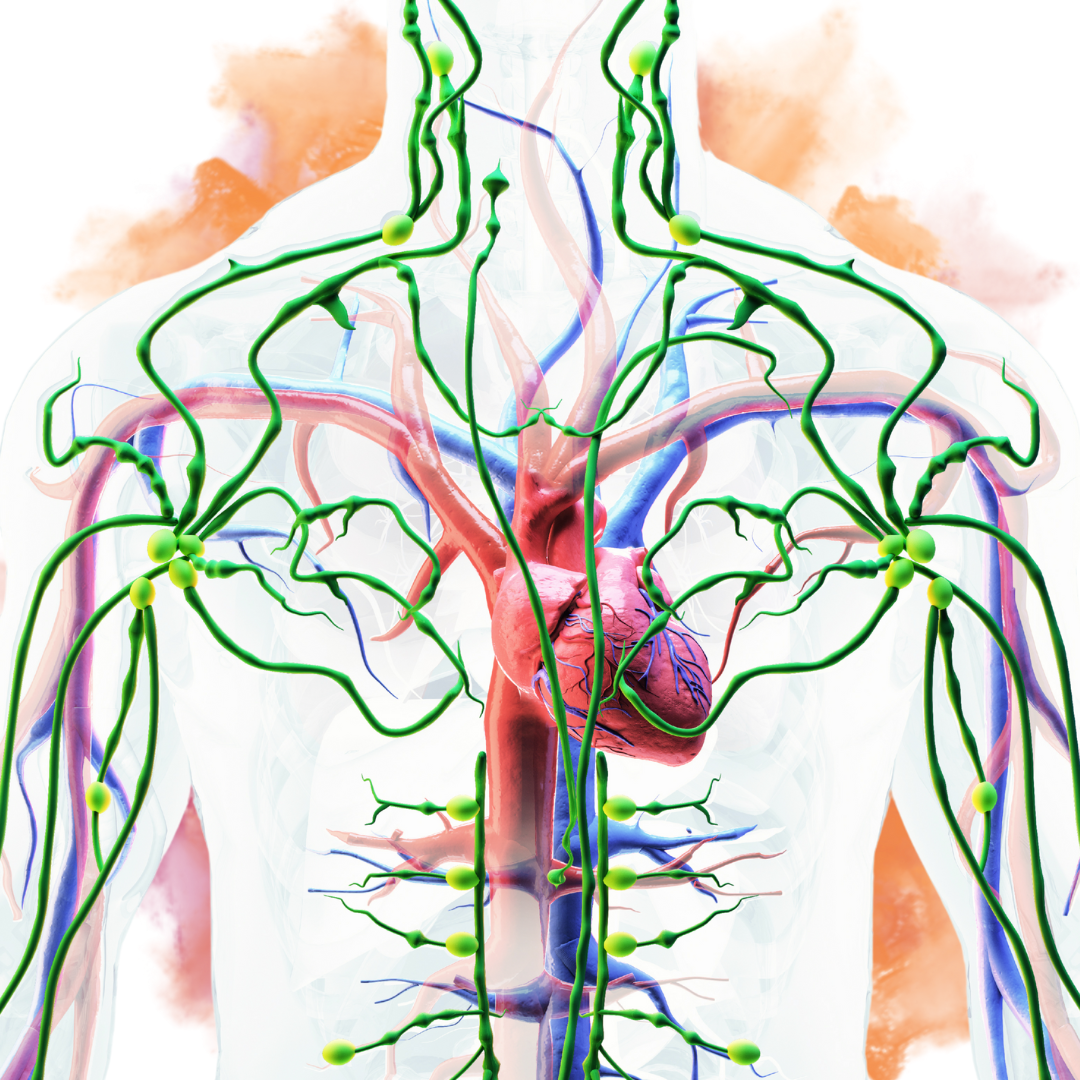 How Chiropractic and Lymphatic Work Create Synergistic Healin