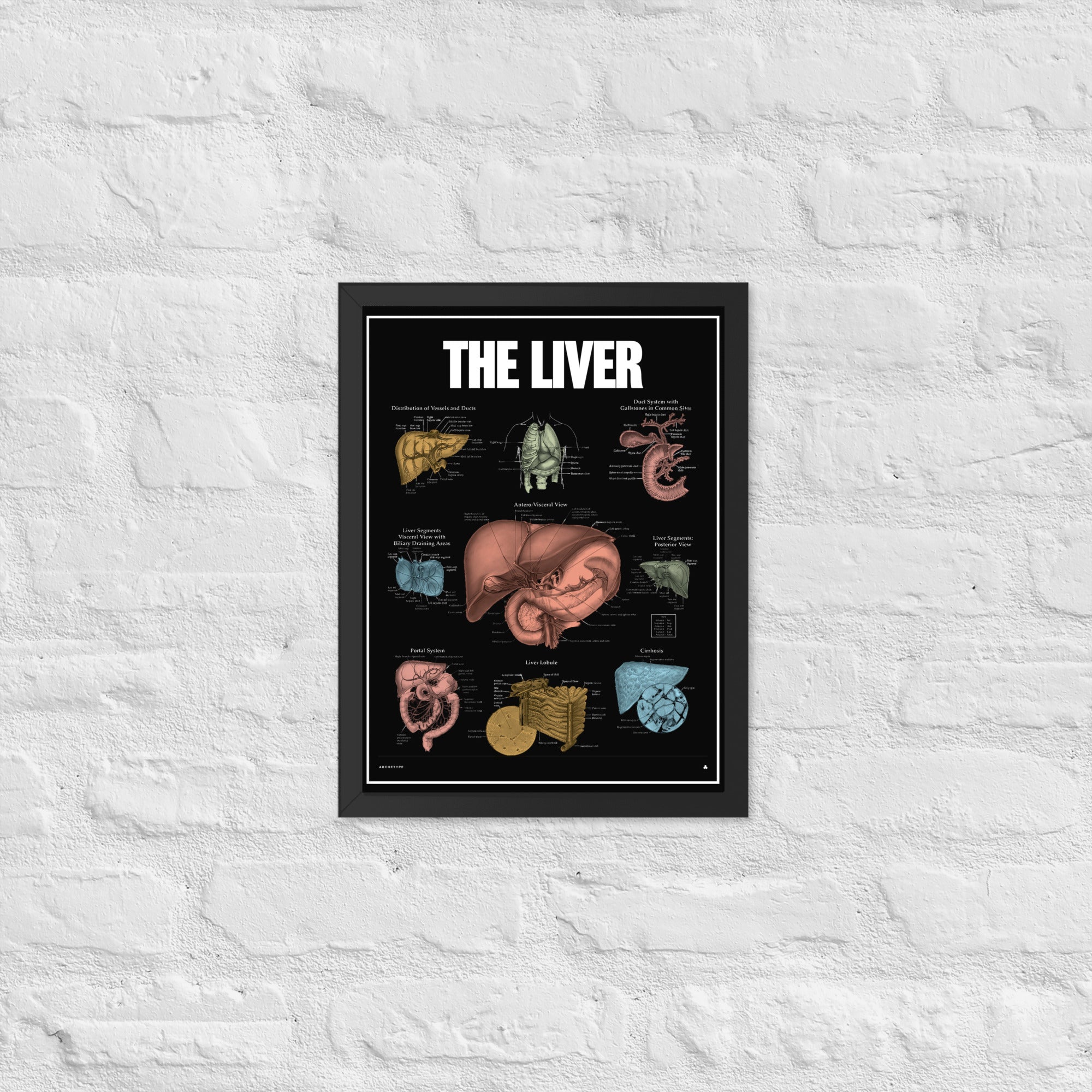 The Liver