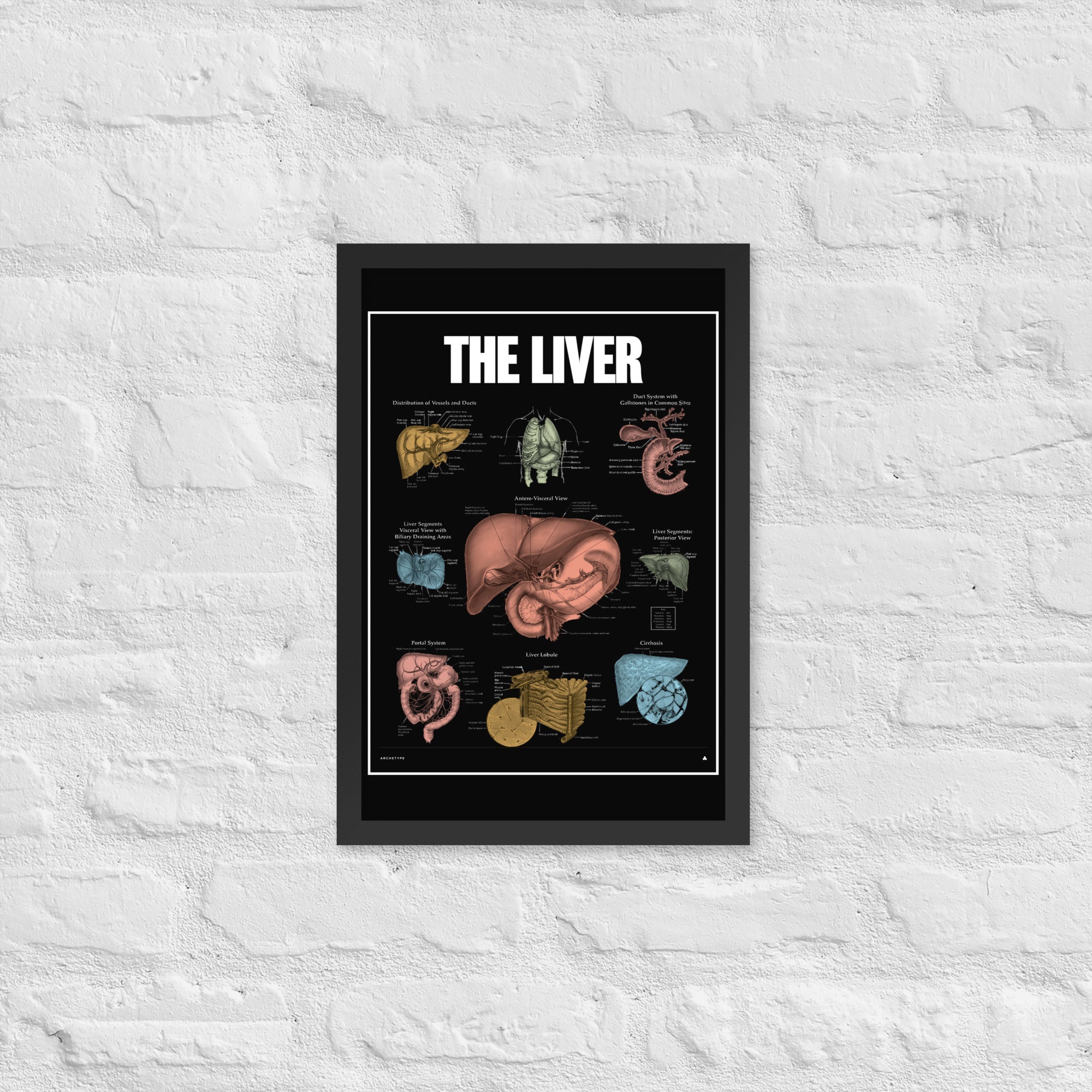 The Liver