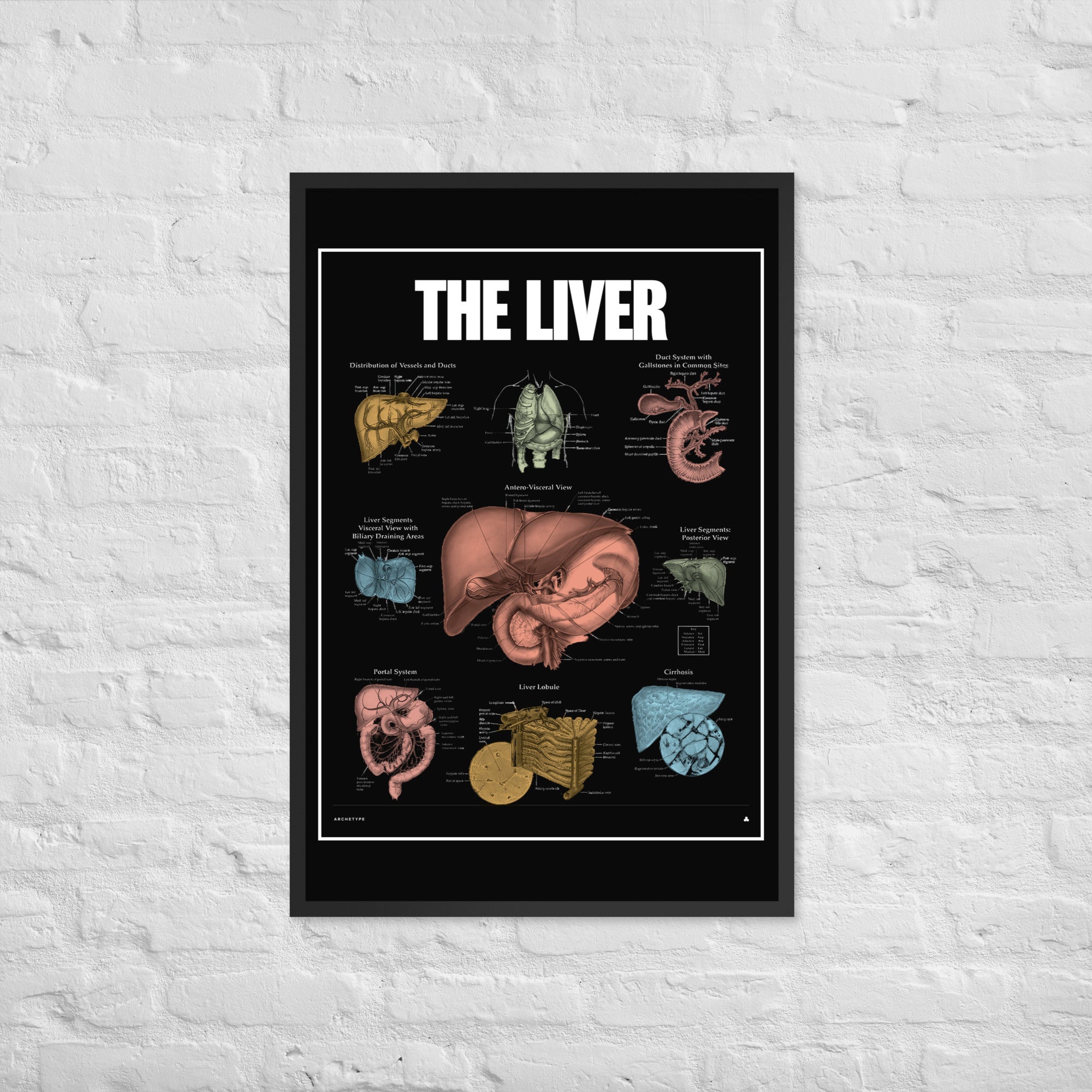 The Liver