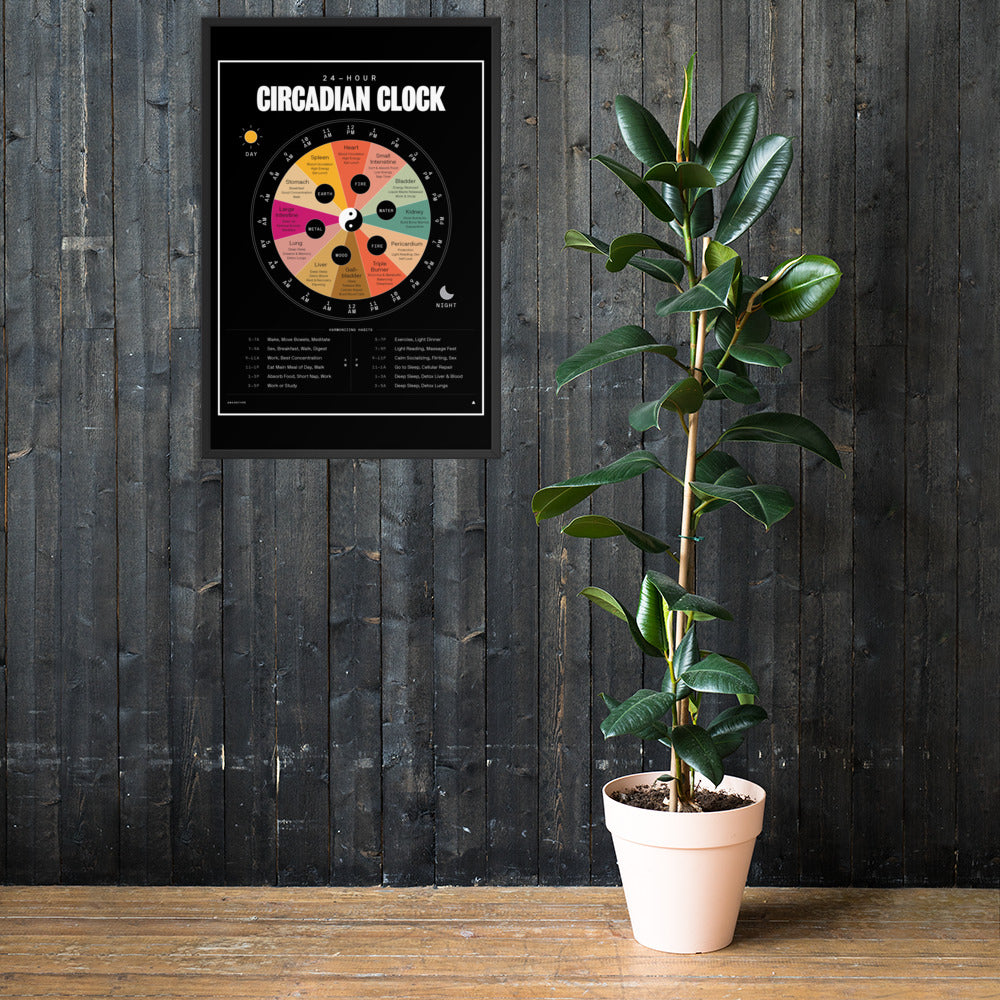 24-Hour Circadian Clock(With Color)